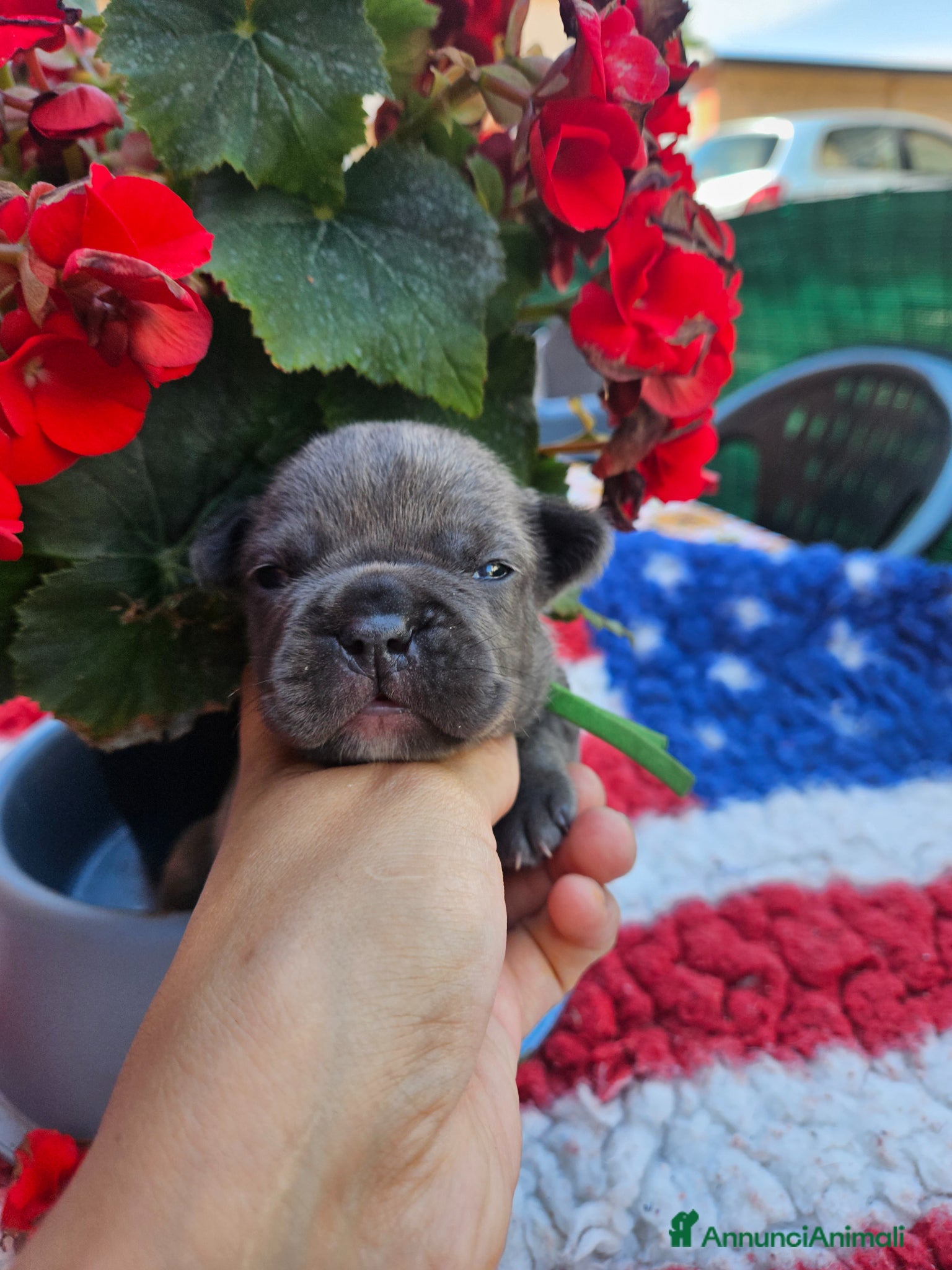 Bulldog Francese cani in vendita: Cuccioli bulldog francese fluffy - Annuncio 11
