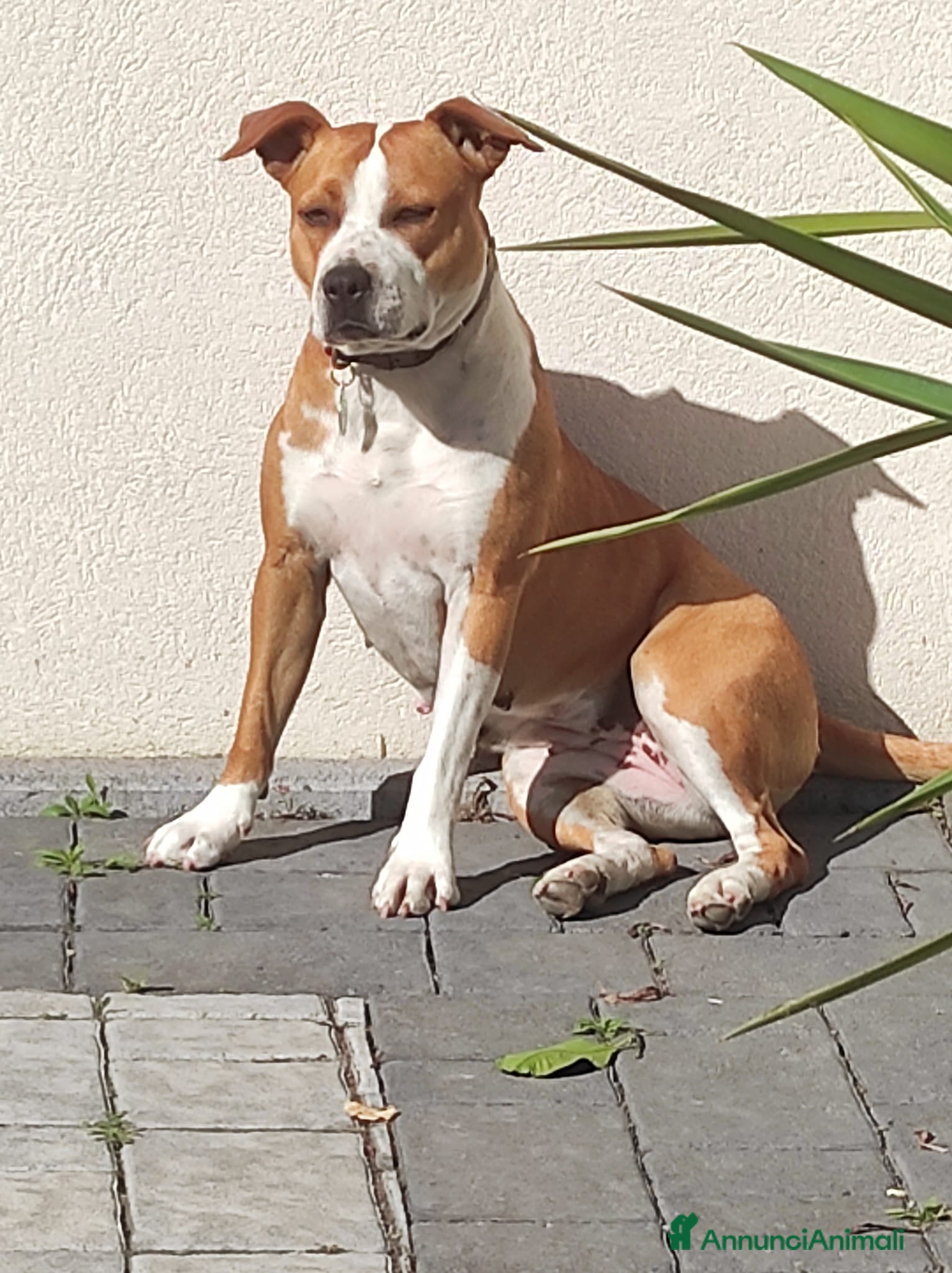 American Staffordshire cani Cane in adozione - Annuncio 12