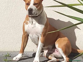 American Staffordshire cani Cane in adozione - Annuncio 22