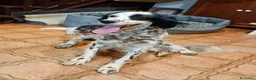 Meticcio cani in regalo: Zayra - Annuncio 6