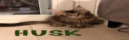 Maine Coon gatti in vendita: Cuccioli di Maine Coon disponibili - Annuncio 4