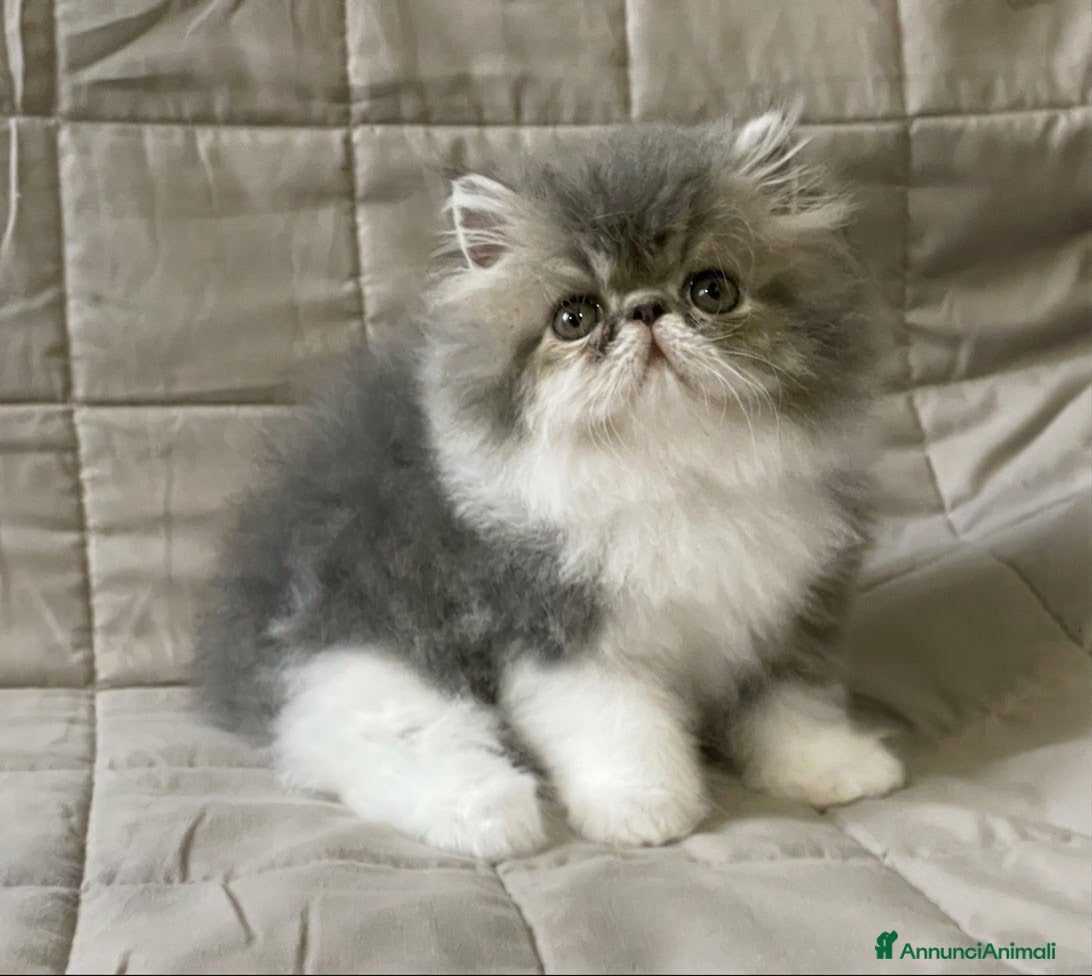 Persiano gatti Cuccioli di Persiano - Annuncio 2