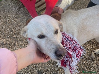 Meticcio cani LA TENERISSIMA SUSY - Annuncio 4