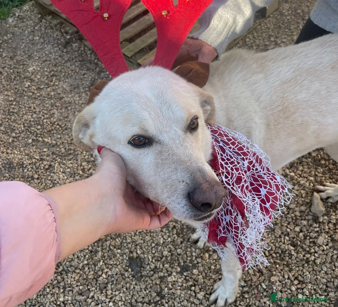 Meticcio cani in regalo: LA TENERISSIMA SUSY - Annuncio 1