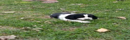 Cocker cani in vendita: Bellissima e simpaticissima femmina cocker spaniel a Provincia di Mantova - Annuncio 6