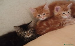 Maine Coon gatti in vendita: Cuccioli Red tabby a Provincia di Ravenna - Immagine 3