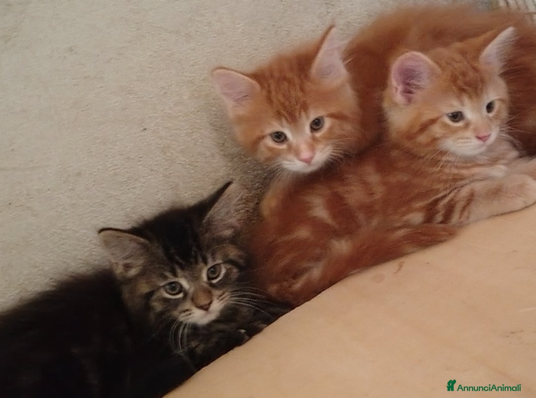 Maine Coon gatti in vendita: Cuccioli Red tabby a Provincia di Ravenna - Immagine 3