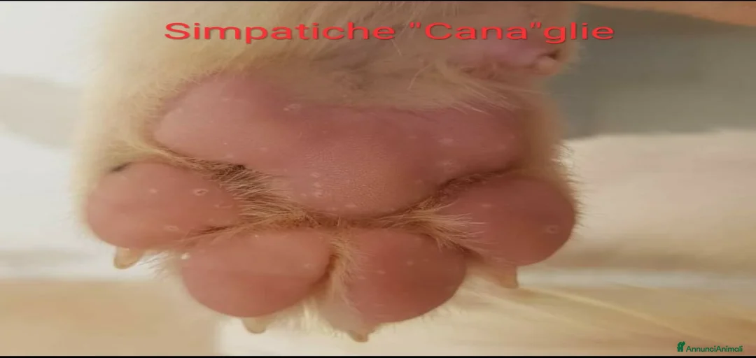 Immagine della galleria {{count}}