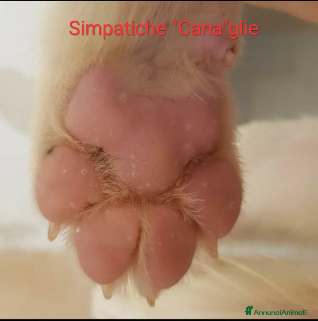 Immagine della galleria {{count}}