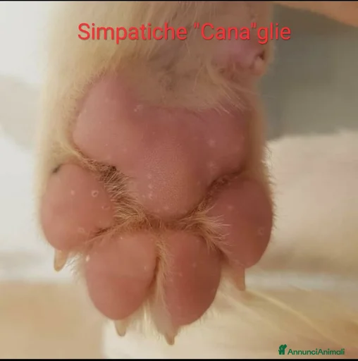 Immagine della galleria {{count}}