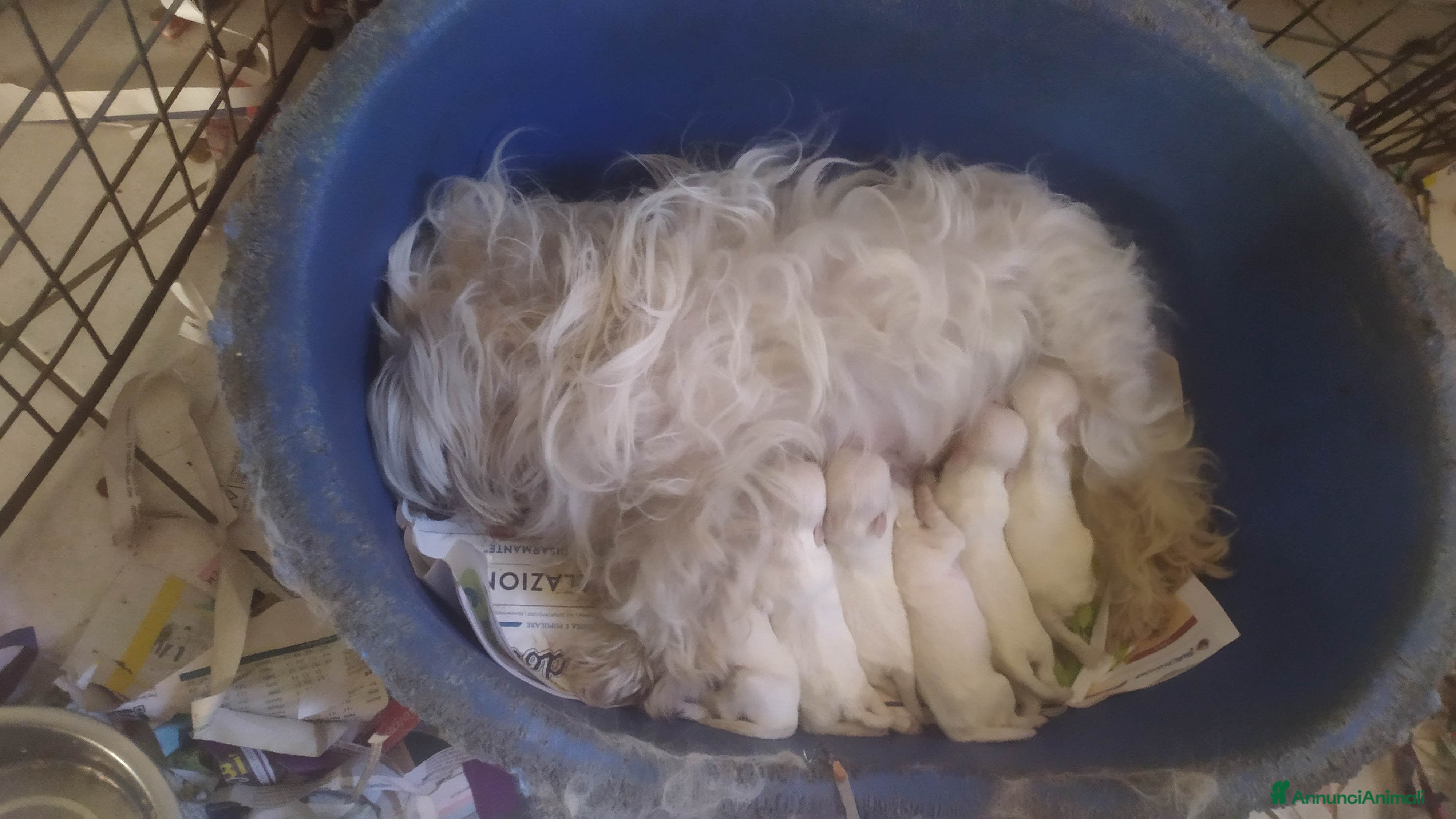 Maltese cani Maltesi Toy cuccioli  - Annuncio 1