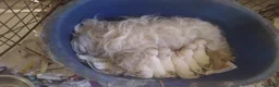 Maltese cani in vendita: Maltesi Toy cuccioli  - Annuncio 1