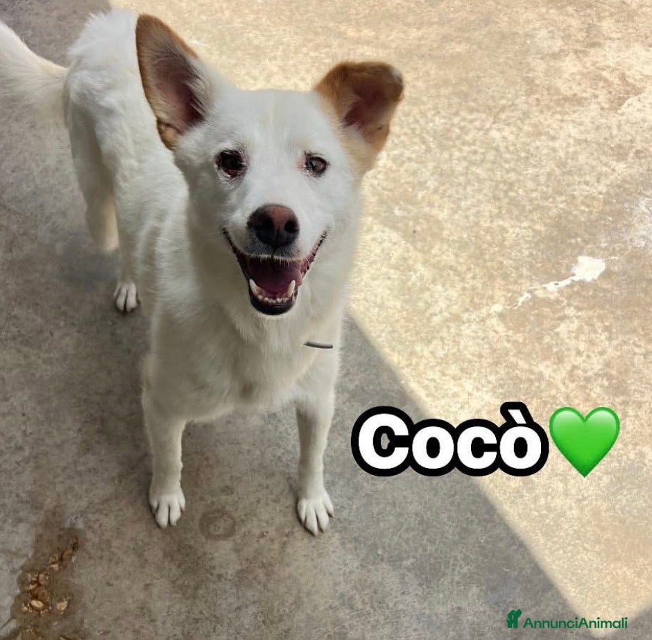Meticcio cani Cocò  - Annuncio 12