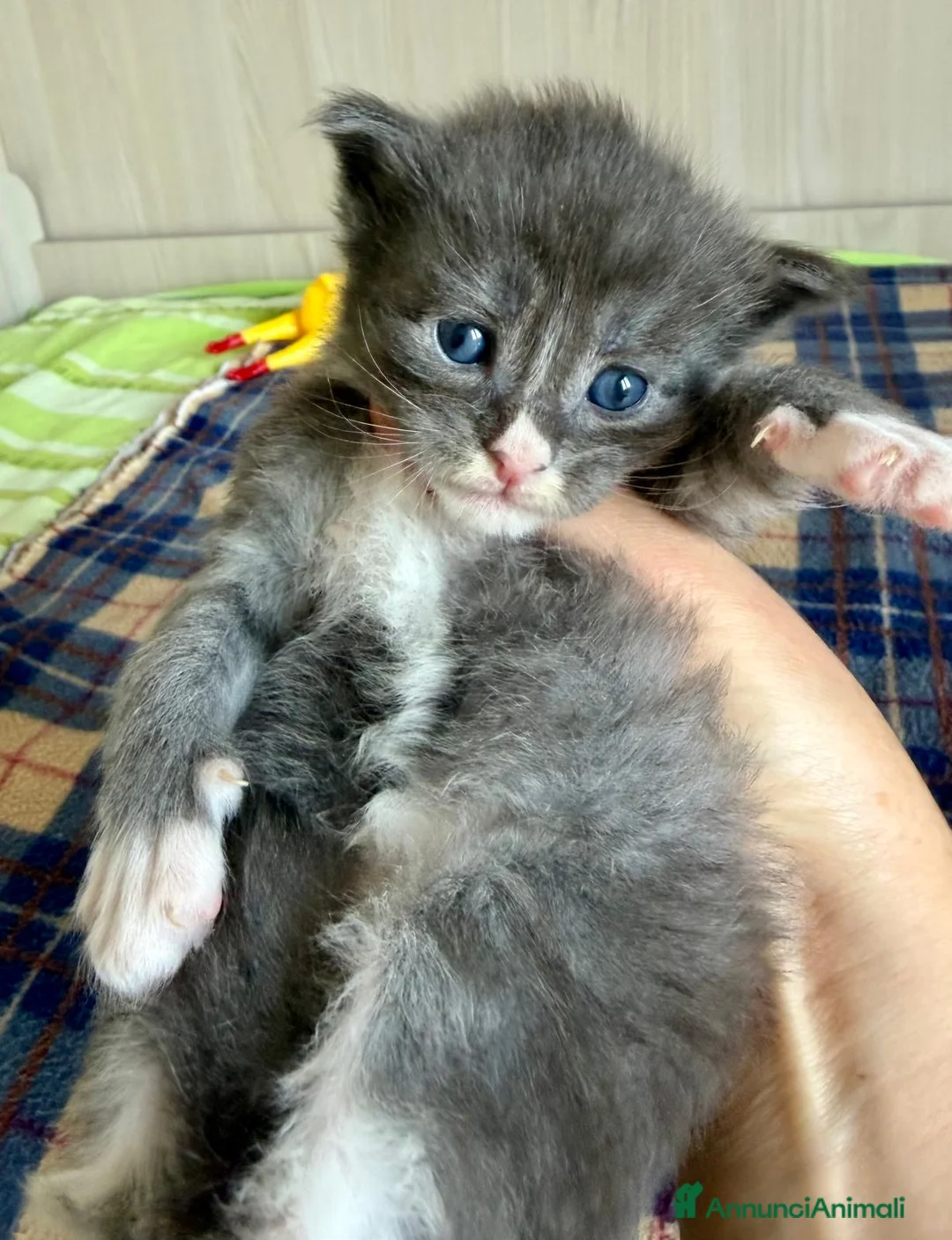 Maine Coon gatti in vendita: Cuccioli maine coon nati 01/04/2026 con pedigree - Annuncio 7