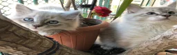 Siberiano gatti in vendita: Cuccioli gatti Siberiani Neva Masque Pedigree ANFI a Città Metropolitana di Bologna - Annuncio 11