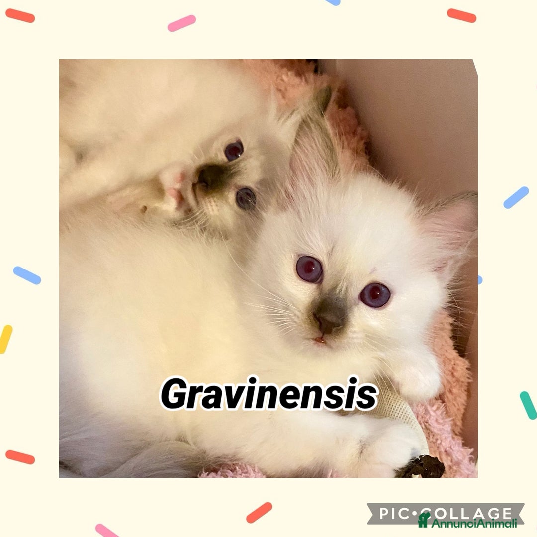 Sacro di Birmania gatti in vendita: Disponibili cuccioli Birmani – alleva enfi wcf - Annuncio 4