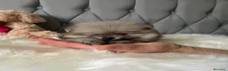 Volpino Pomerania cani in vendita: Cuccioli di Pomerania - Annuncio 10
