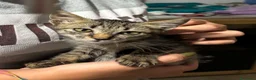 Meticcio gatti in regalo: LOYD 🩵 500 grammi di vita. Cerca casa a Città Metropolitana di Torino - Annuncio 5