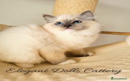 Ragdoll gatti in vendita: Ragdoll cucciola blu mitted disponibile  a Città metropolitana di Roma Capitale - Immagine 5
