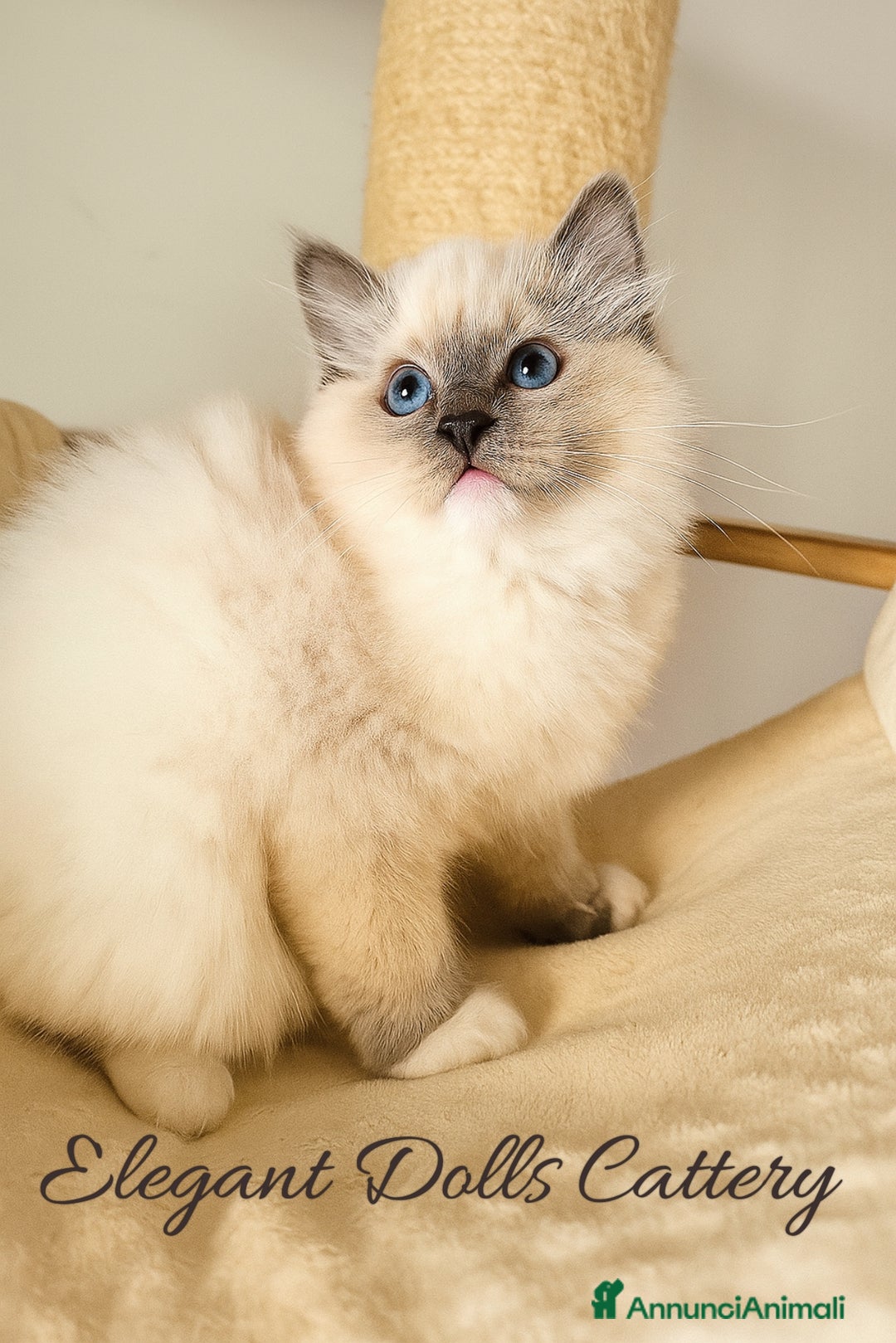 Ragdoll gatti in vendita: Ragdoll cucciola blu mitted disponibile  a Città metropolitana di Roma Capitale - Immagine 5