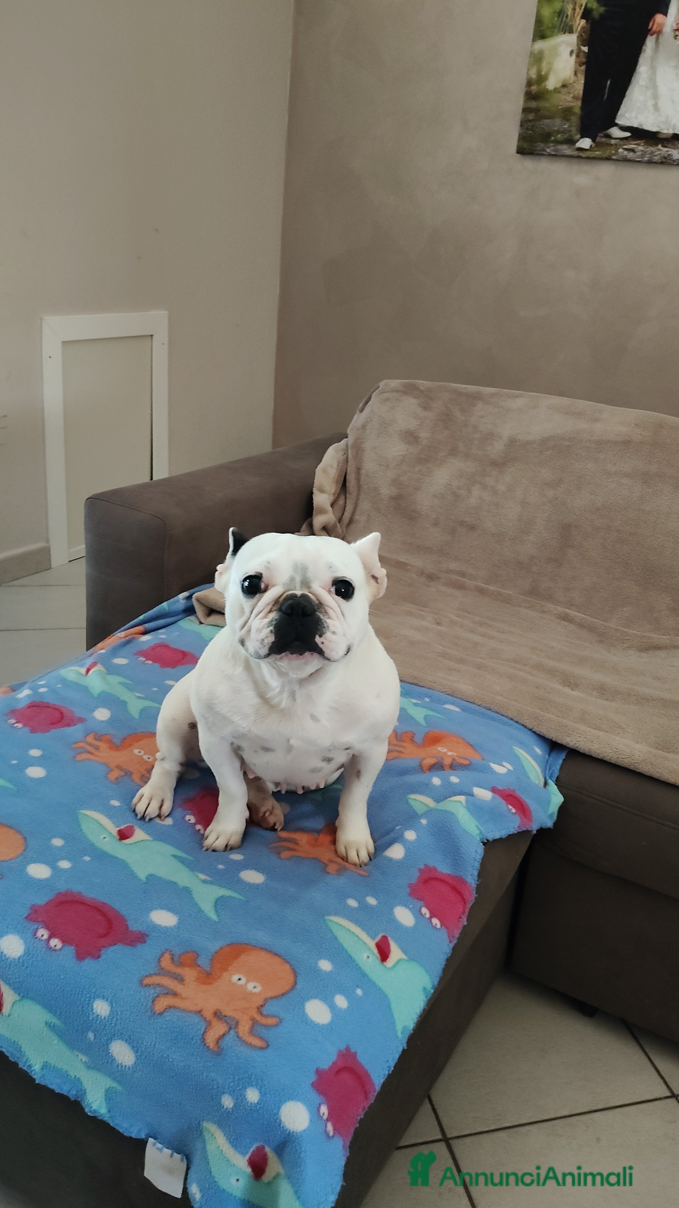 Bulldog Francese cani Bulldog francese con PEDIGREE ENCI  - Annuncio 1