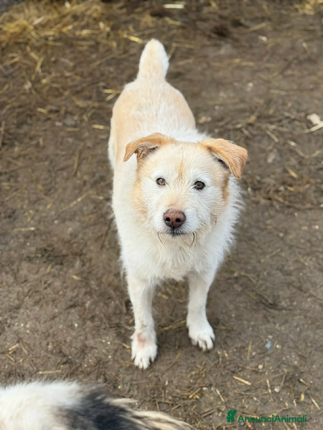 Meticcio cani in regalo: SUGAR, baffone simpatico e giocherellone! - Annuncio 2
