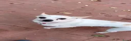 Chihuahua cani in regalo: BUDINO CHIHUAHUA DI TRE ANNI CERCA CASA - Annuncio 2