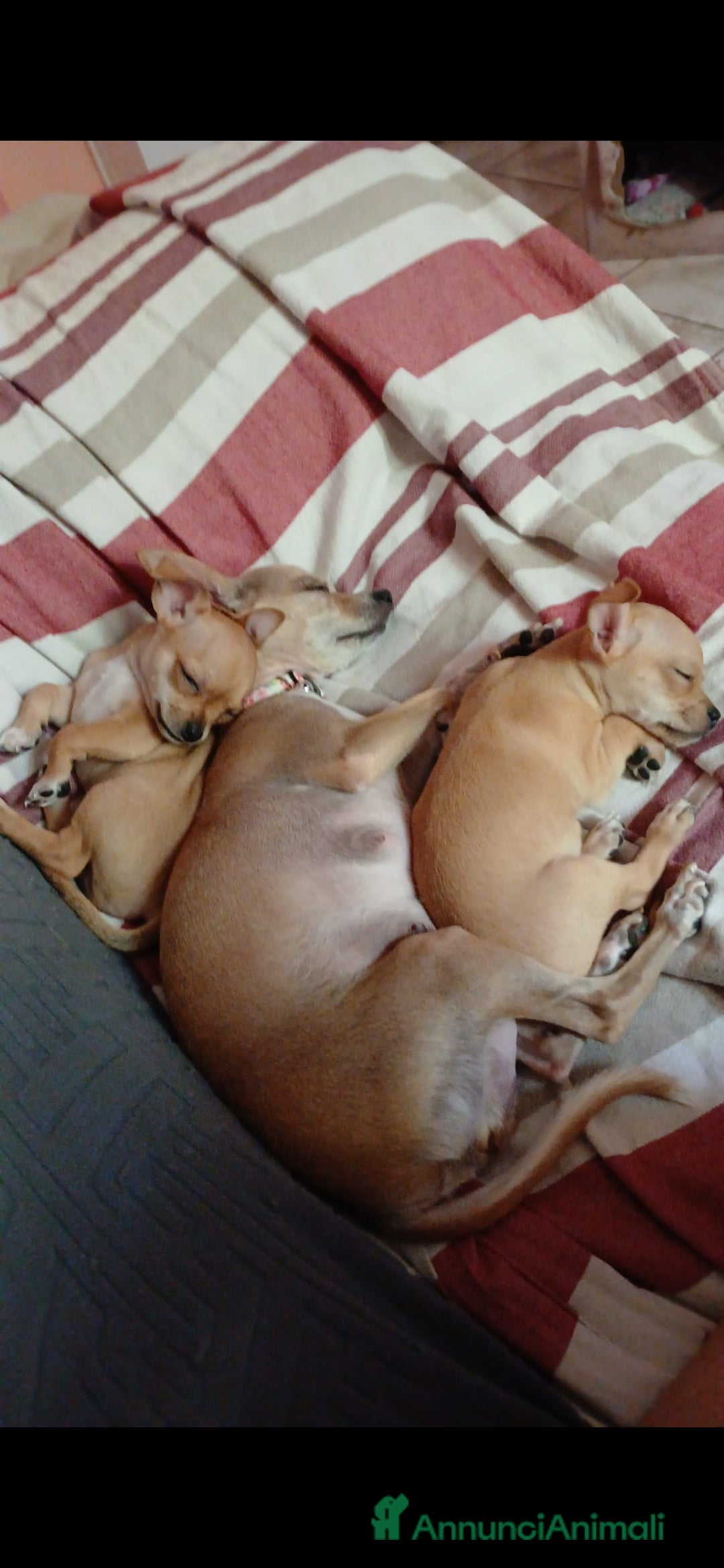 Chihuahua cani in vendita: Chihuahua Cuccioli stupendi a Città metropolitana di Roma Capitale - Immagine 27