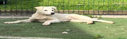 Meticcio cani in regalo: Cucciolo simpaticissimo  a Città metropolitana di Roma Capitale - Annuncio 3