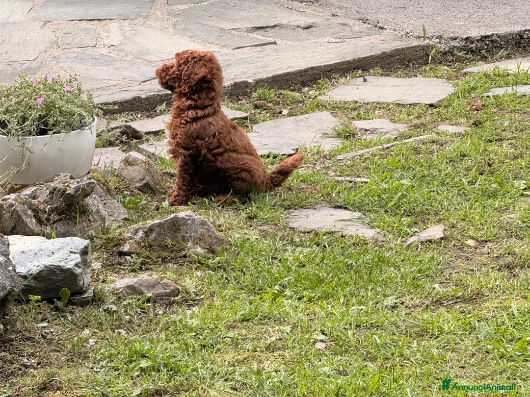 Barboncino cani in vendita: Cucciolo di barboncino - Annuncio 5
