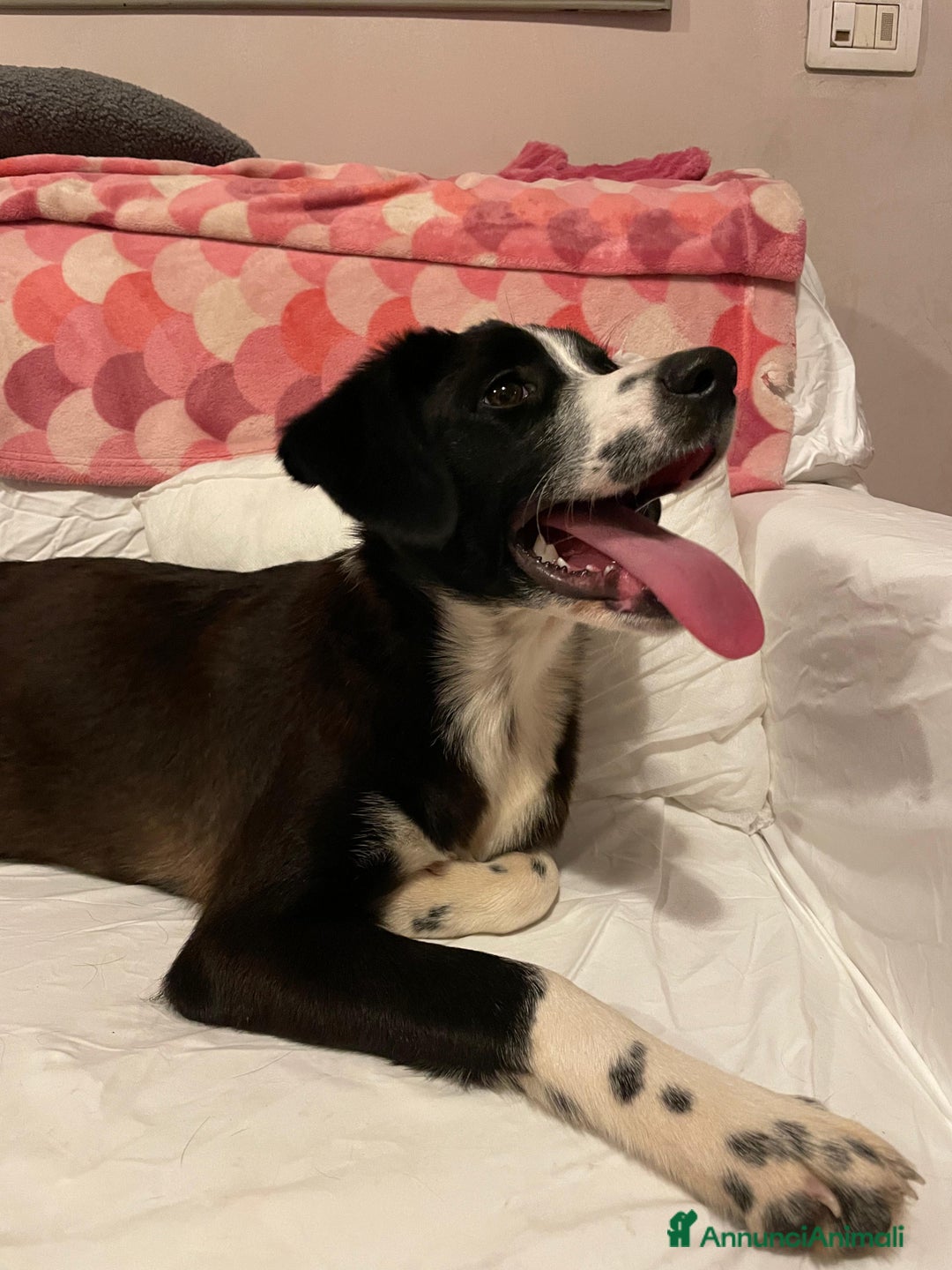 Meticcio cani in regalo: KITTY - Annuncio 7