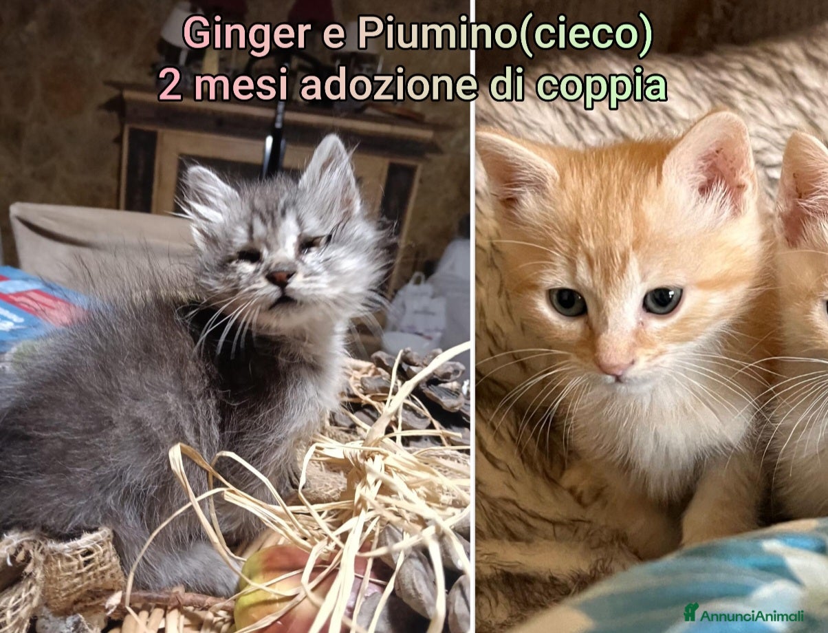 Altre razze gatti GATTINI: SIAMO AL COLLASSO! - Annuncio 32