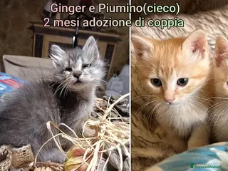 Altre razze gatti GATTINI: SIAMO AL COLLASSO! - Annuncio 32