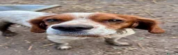 Breton cani in regalo: Poli il Breton energetico  - Annuncio 3