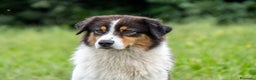 Australian Shepherd cani in vendita: Australian Shepherd  - Annuncio 12