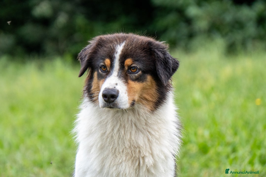 Australian Shepherd cani in vendita: Australian Shepherd  - Annuncio 12