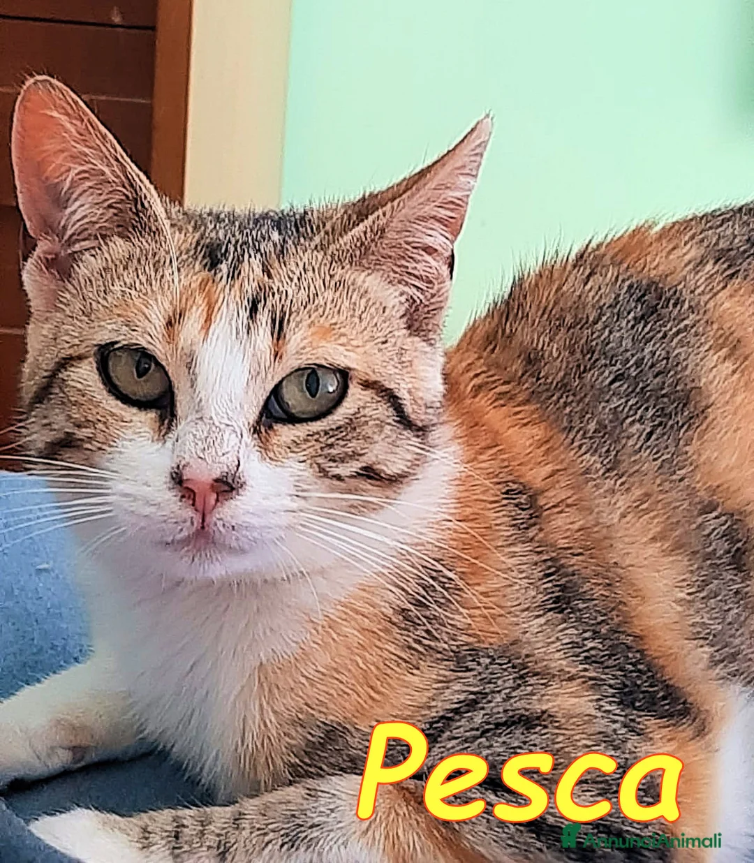 Europeo gatti in regalo: GATTINA FANTASIA DOLCISSIMA - Annuncio 1