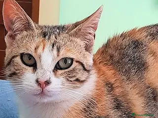 Europeo gatti GATTINA FANTASIA DOLCISSIMA - Annuncio 7