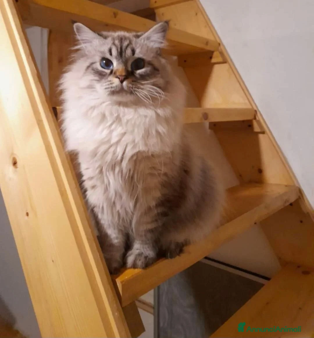 Siberiano gatti per accoppiamento: Siberiano Neva Masquerade per accoppiamento  - Annuncio 4