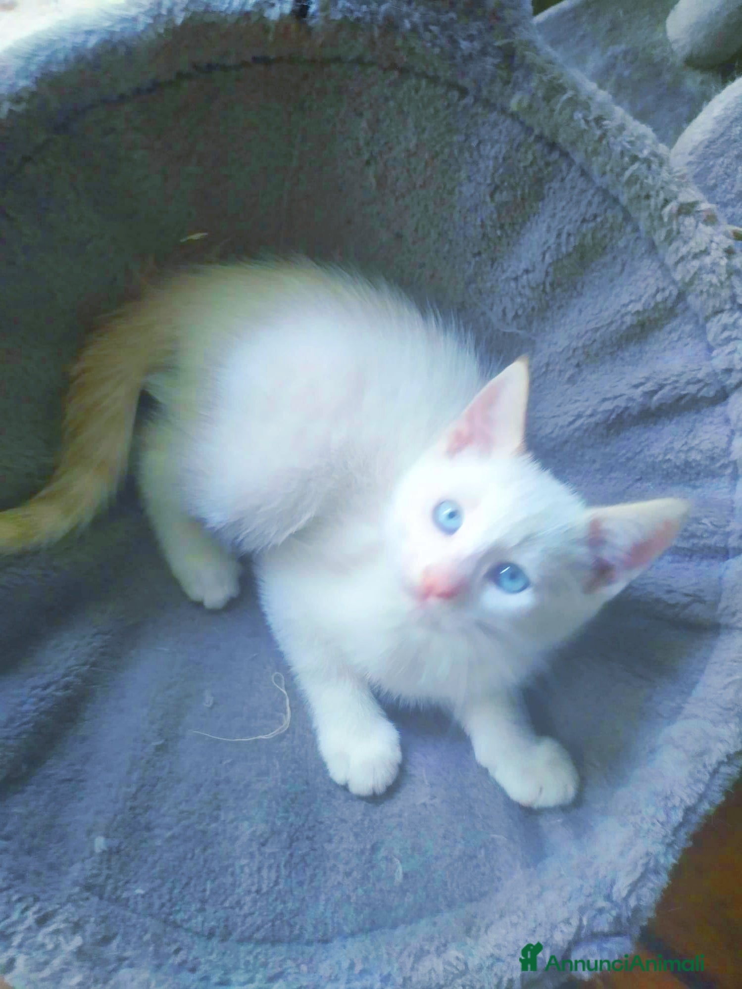 Siamese gatti Gattini siamesi Red point  - Annuncio 10