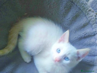 Siamese gatti Gattini siamesi Red point - Annuncio 1