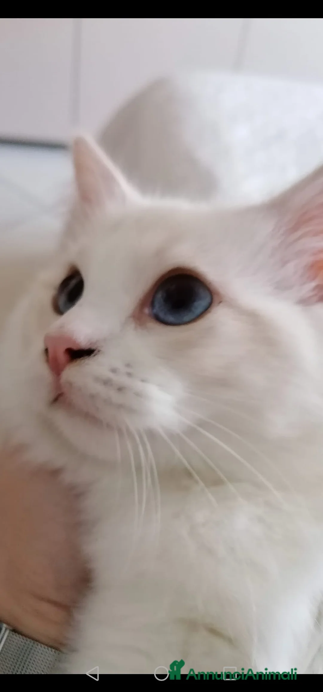 Ragdoll gatti in vendita: Cucciole Ragdoll  - Annuncio 6