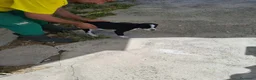 Meticcio cani in regalo: Bobo cucciolo adorabile aspetta la sua mamma - Annuncio 3