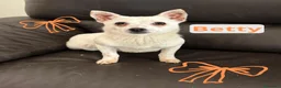 Meticcio cani in regalo: Stella - Annuncio 2