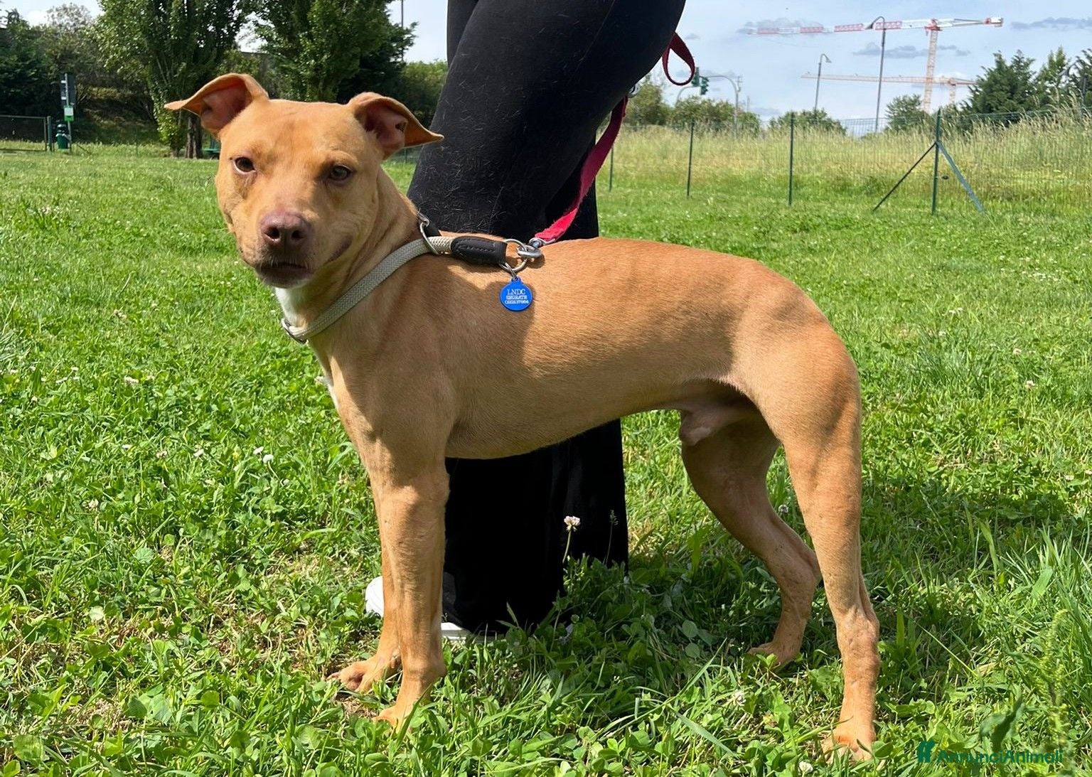 Meticcio cani CARLETTO PIT BULLINO - Annuncio 24