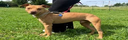 Meticcio cani in regalo: CARLETTO PIT BULLINO - Annuncio 3