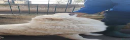 Meticcio cani in regalo: Asia, nuvola bianca in canile - Annuncio 4