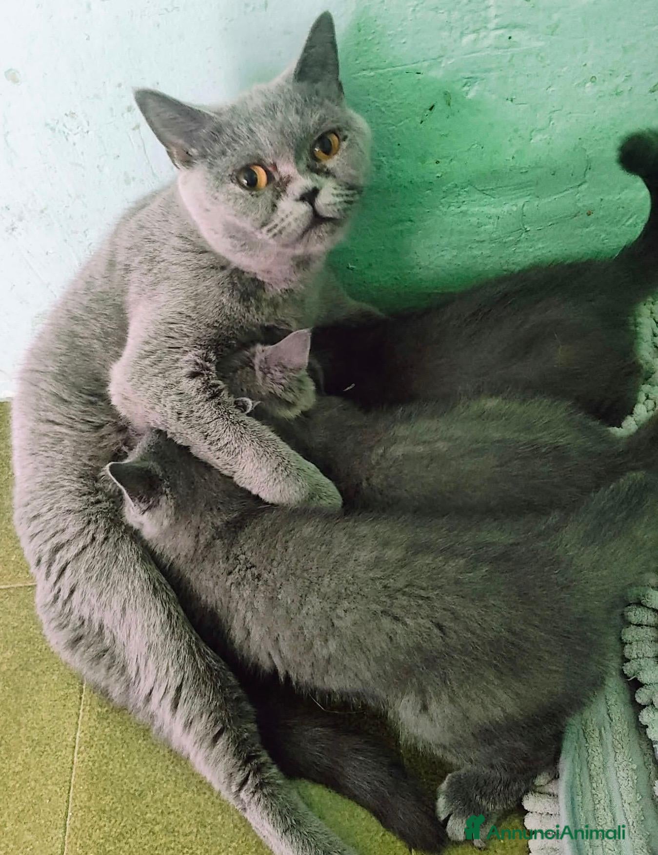 British gatti Cuccioli British Femmina - Annuncio 22