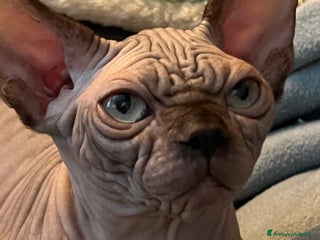 Sphynx gatti Sphynx - Annuncio 15