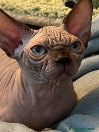 Sphynx gatti - Annuncio 13